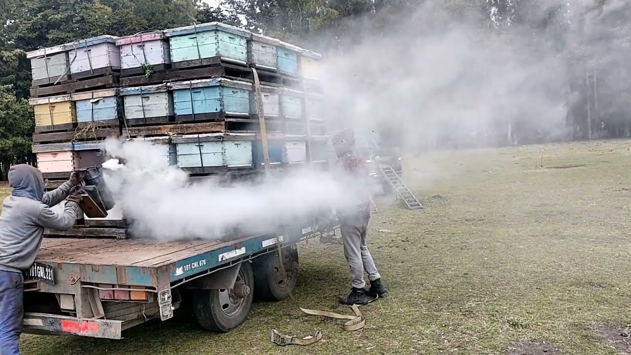 Cómo preparamos un viaje de colmenas para trashumancia.#65