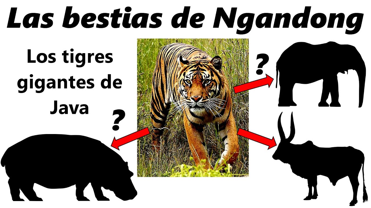 Los tigres gigantes de Java. Descubre el origen de las bestias de ...