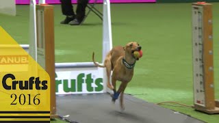 : Flyball - Team Final | Crufts 2016