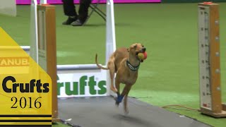 Flyball - Team Final | Crufts 2016 screenshot 1