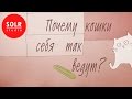 Почему кошки себя так ведут? - Tony Buffington (SOLR озвучка)