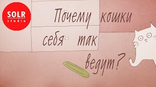 Почему кошки себя так ведут? - Tony Buffington (SOLR озвучка)