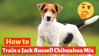 How to Train a Jack Russell Chihuahua mix? Effective and Working Techniques