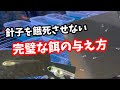針子を確実に成魚にする餌の与え方【メダカ】