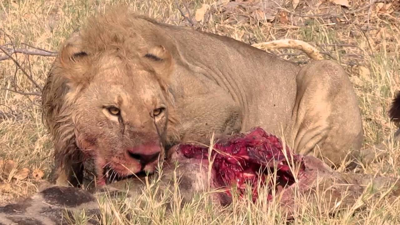 Do lions lick preys feet