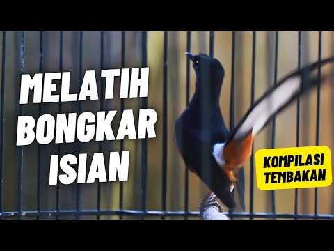 MURAI BATU GACOR FULL ISIAN TEMBAKAN MEWAH SANGAT AMPUH MELATIH MURAI BATU EMOSI BONGKAR ISIAN