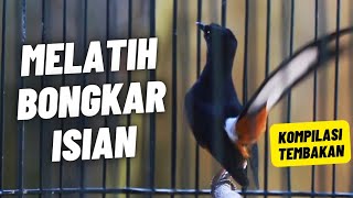MURAI BATU GACOR FULL ISIAN TEMBAKAN MEWAH SANGAT AMPUH MELATIH MURAI BATU EMOSI BONGKAR ISIAN
