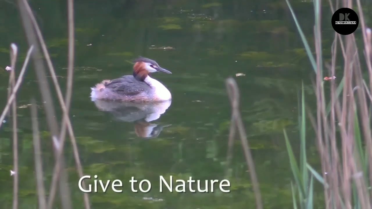 Wildlife Video 30 Second || Nature Animals