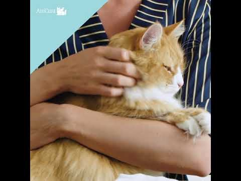 Video: Hvilke lukt eller urter vil forandre katter?
