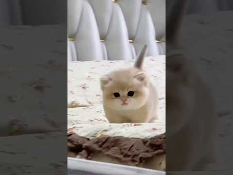 Cute baby kitten sound ❤️ #shorts