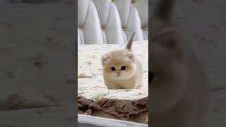 Cute baby kitten sound ❤ #shorts