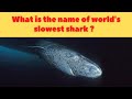 दुनिया की सबसे धीमी शार्क का नाम क्या है ? || What is the name of world&#39;s slowest shark ? - (HINDI)