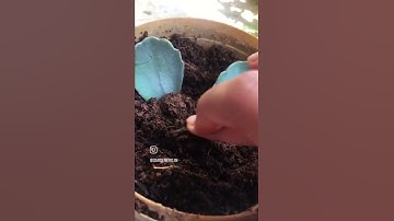 Thumbnail of #succulents are easiest to #propagate. #kalanchoe propogation. (#mother of #millions) #garden #2023