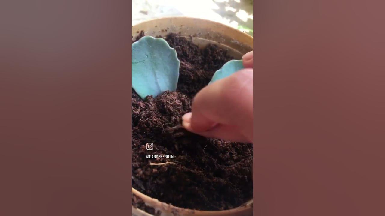 #succulents are easiest to #propagate. #kalanchoe propogation. (#mother of #millions) #garden #2023