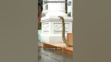 Đùa Giỡn Với Rắn Hổ Mang Chúa #thếgiớiđộngvật