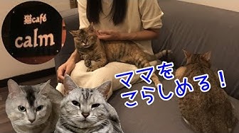 猫 姉妹 チャンネル