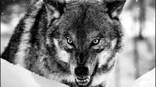 قصة الذئب الي بلعويصي