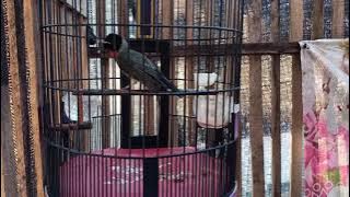 SAMYONG GACOR BUAT MASTERAN