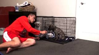 Help stop puppy cry or bark in crate at night. Puppy crate training. You have just got a new puppy home and you have decided to crate train the puppy so your puppy will sleep in the crate at night.