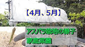 家庭菜園 アスパラがヤバそう 茎枯れ病か 肥料不足か 水はけか 昨年と比べると寂しい立茎 来年が心配で1株移植 Youtube