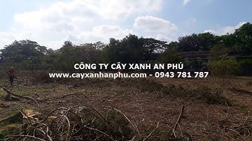 Dịch vụ cắt cỏ và chặt cây xanh tại Bình Dương