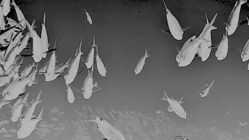 Marissa Nadler - The Great Below [Official Music Video]