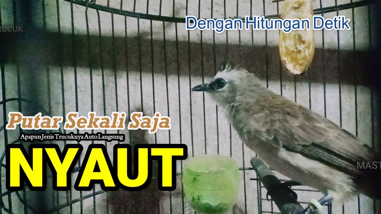 Masteran Trucukan Gacor Ngalas Tarung Ropel Panjang | Ampuh Untuk ...