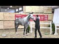 HICKSTETSTAKKATO   HICKSTEAD WHITE - SALSA CANDELA / STANLEY   SK Ochaby 2020