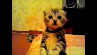 СМЕШНЫЕ ПРИКОЛЬНЫЕ ШОТЛАНДСКИЕ КОТЯТА ПИТОМНИК НИКОЛАС И ЛАРСОН СТЕРЛИТАМАК СМЕШНЫЕ ПРИКОЛЬНЫЕ ШОТЛАНДСКИЕ КОТЯТА ПИТОМНИК НИКОЛАС И ЛАРСОН СТЕРЛИТАМАК