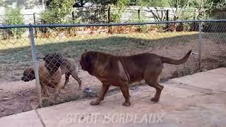 Stout Dogue de Bordeaux(French Mastiff)! ULKAN de Burdemo’s Ranch!