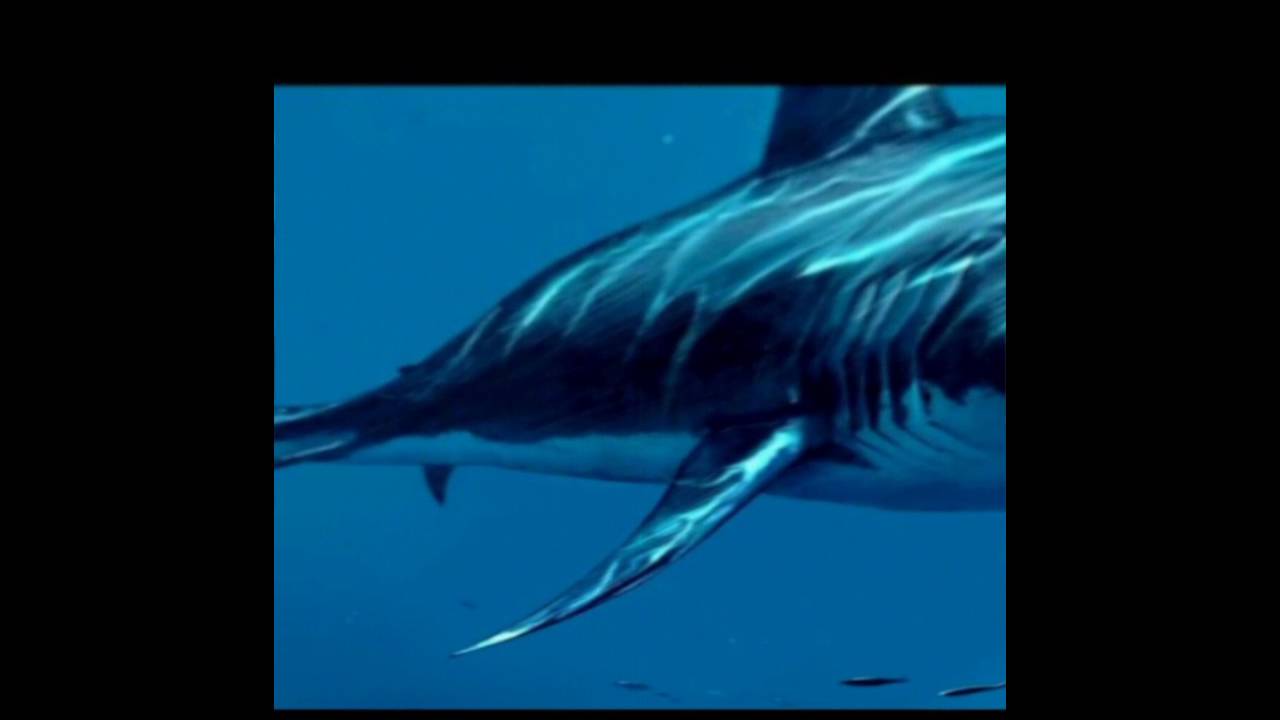 Megalodon köpekbalığı dünyanın en büyük köpekbalığı&hellip; YouTube