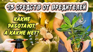 : 13      :  ,   - ?  