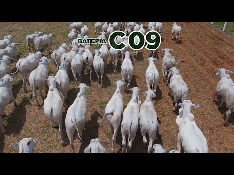 BATERIA C09