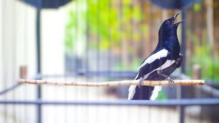 SUARA PANCINGAN Kacer Gacor Muntah Isian! Buat Kacer Lain Ikut Gacor Bongkar Materi !