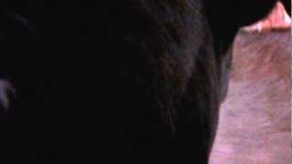 Breaking a Social Norm : On a leash