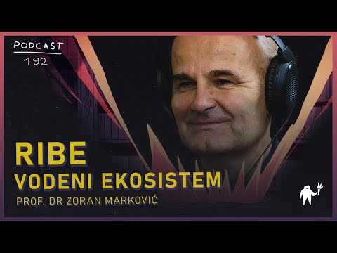 Video: Kako predajete morfologiju?