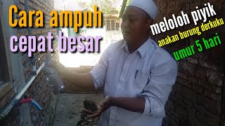 Cara ampuh, cepat besar meloloh piyik anakan burung derkuku umur 5 hari