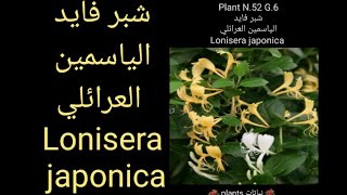 شبر فايد الياسمين العرائلي  Lonisera japonica