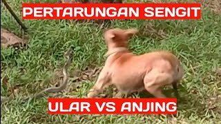 PERTARUNGAN SENGIT ULAR VS ANJING || DHARMASRAYA