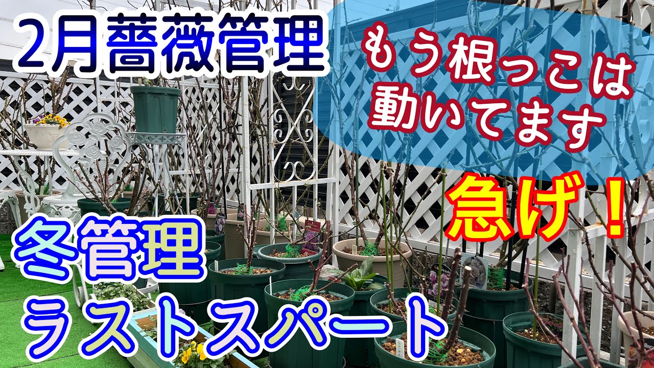 つるバラ冬管理急いで☃✂️【2月薔薇管理】ラストスパートの月🌹💦
