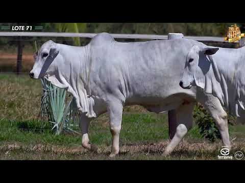 Nelore Cometa | 16º Leilão | Lote 71