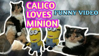 Cute Calico Loves Minion by CL CAT LOVER 1,384 views 1 year ago 5 minutes, 47 seconds