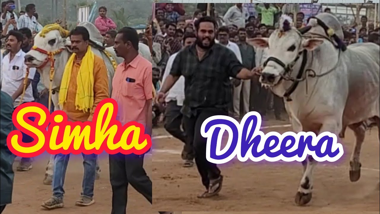 Simha  Dheera mass court entry....in koppuravuru