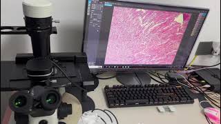 Inverted Microscope Complete Operation Tutorial for Biology Beginners