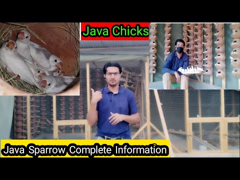 White Java Sparrow Complete Information | Java Complete Life Cycle | Java Breeding Tips