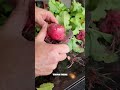 Making the Most of Pantry Grown Radishes #shorts