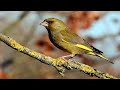 Flurya (Florya) Sesi-Ötüm Dersi Huylandırma-Carduelis Chloris تغريد الحسون الأخضر : الخضري لعشاقه