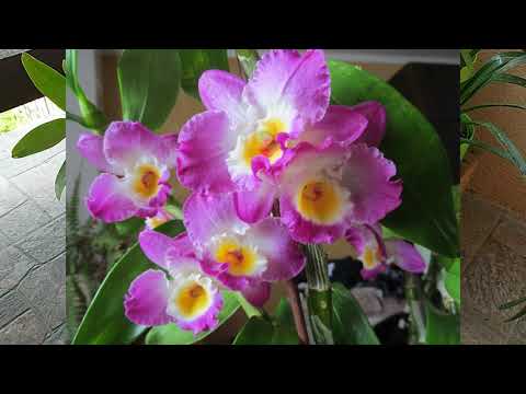 Video: Dendrobium Phalaenopsis Orkide (23 Ta Rasm): Gullarning Tavsifi, Uyda Parvarish Qilish, Naslchilik Usullari