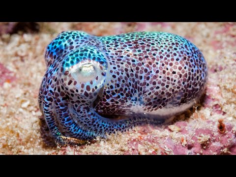 Video: Euprymna bobtail kalamar va bioluminesans bakteriyalar o'rtasidagi simbiotik munosabatlar qanday?