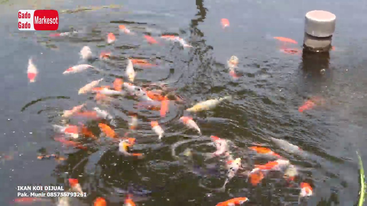 BUDIDAYA IKAN KOI DI KOLAM TERPAL BULAT - YouTube